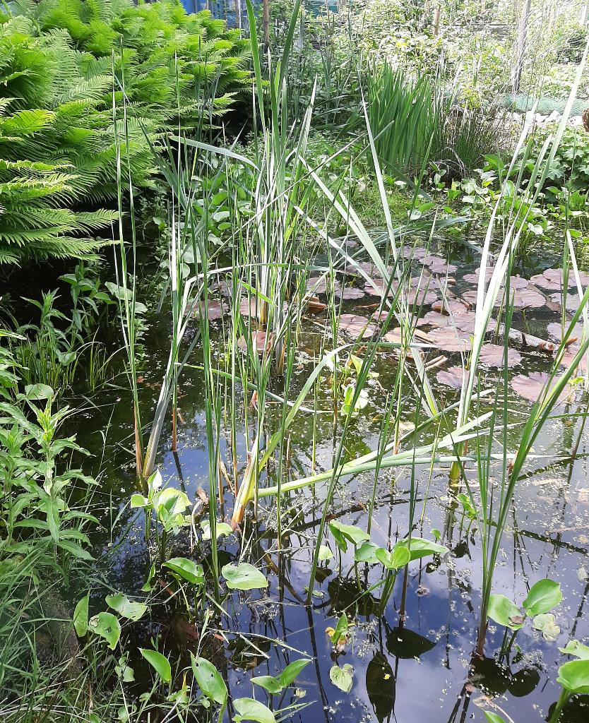 Gratis, diverse waterplanten naar keuze, Ophalen, Vaste plant, Halfschaduw, Vijverplanten