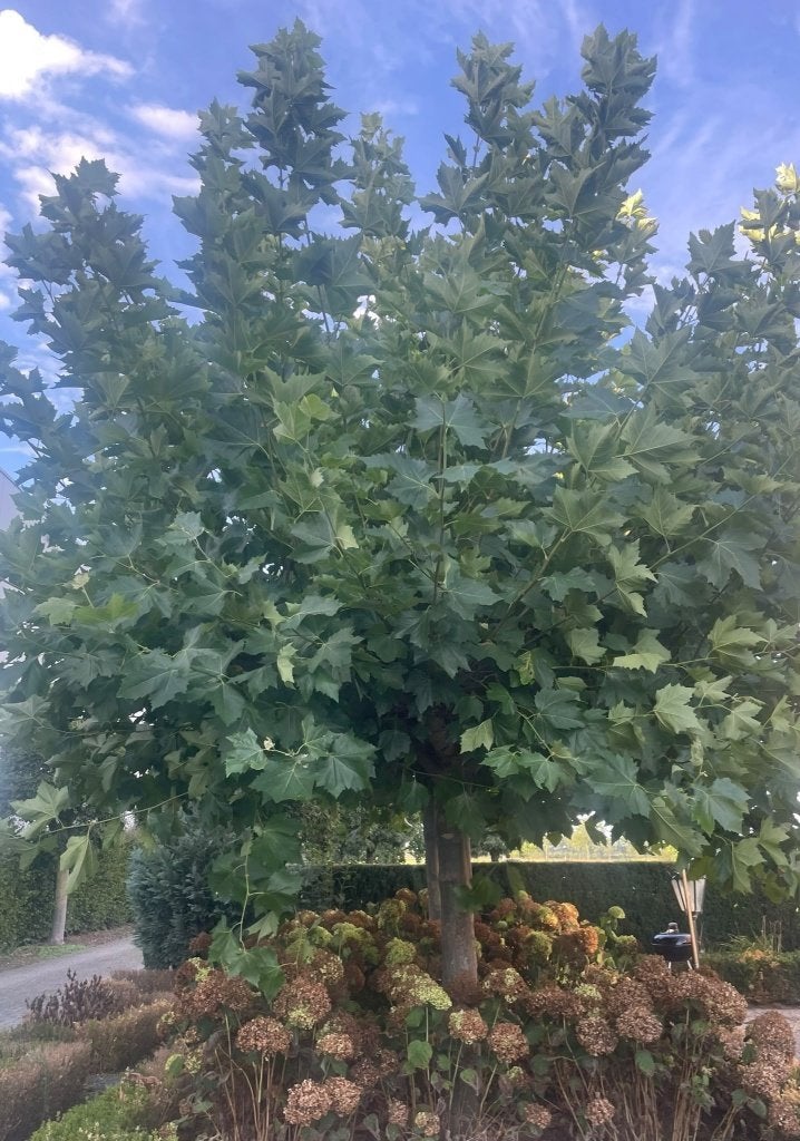 2 mooie grote dakplatanen te koop, Tuin en Terras, Bloeit niet, Dakboom, 250 tot 400 cm, Ophalen