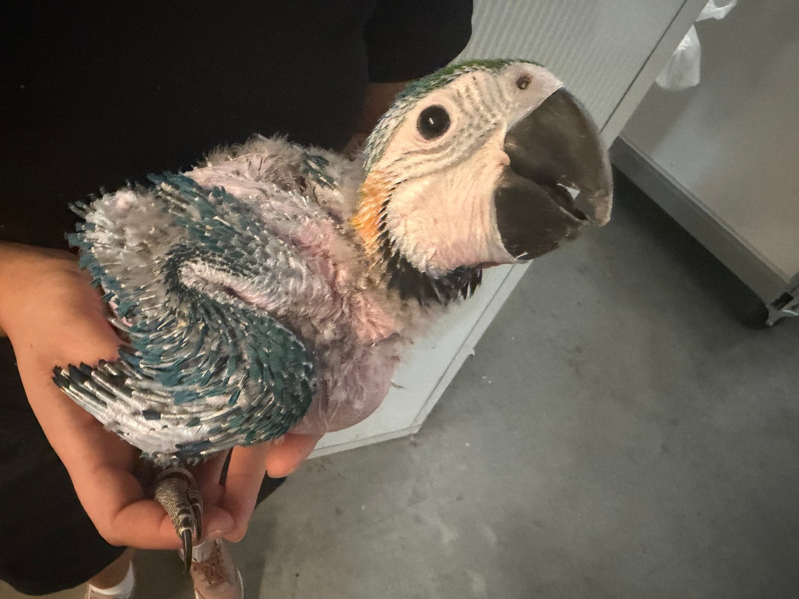 Blauw gele ara, Dieren en Toebehoren, Vogels | Parkieten en Papegaaien, Mannelijk, Papegaai