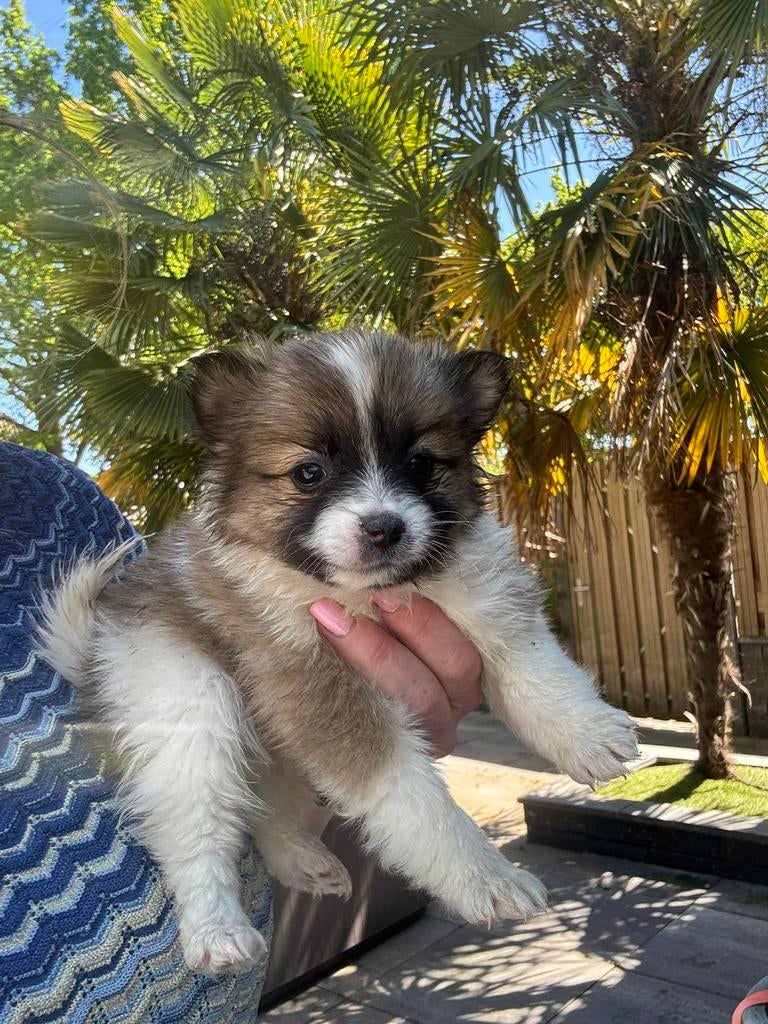 Pomsky pups, Meerdere, Meerdere dieren, Middel, Nederland