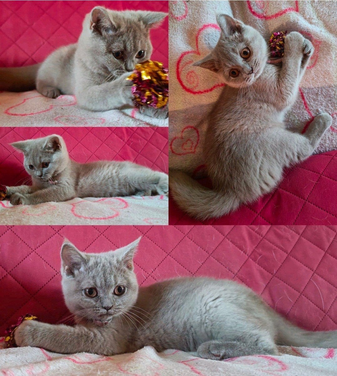 Mooi lilac Brits korthaar poesje, 2x geënt en 2x gecheckt, Poes, Ontwormd, 0 tot 2 jaar