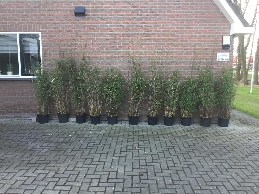 Fargesia Nitida Black Pearl, niet woekerende bamboe!!!, Ophalen, Bamboe, Struik, 100 tot 250 cm