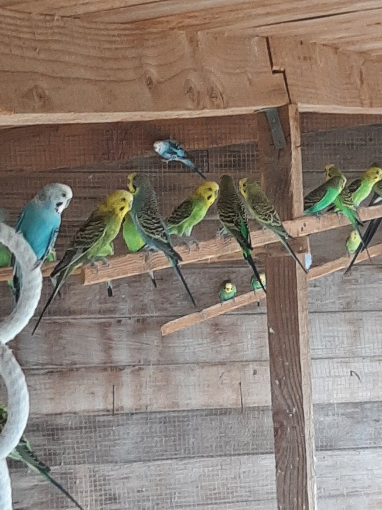 Grasparkieten, Dieren en Toebehoren, Meerdere dieren, Parkiet