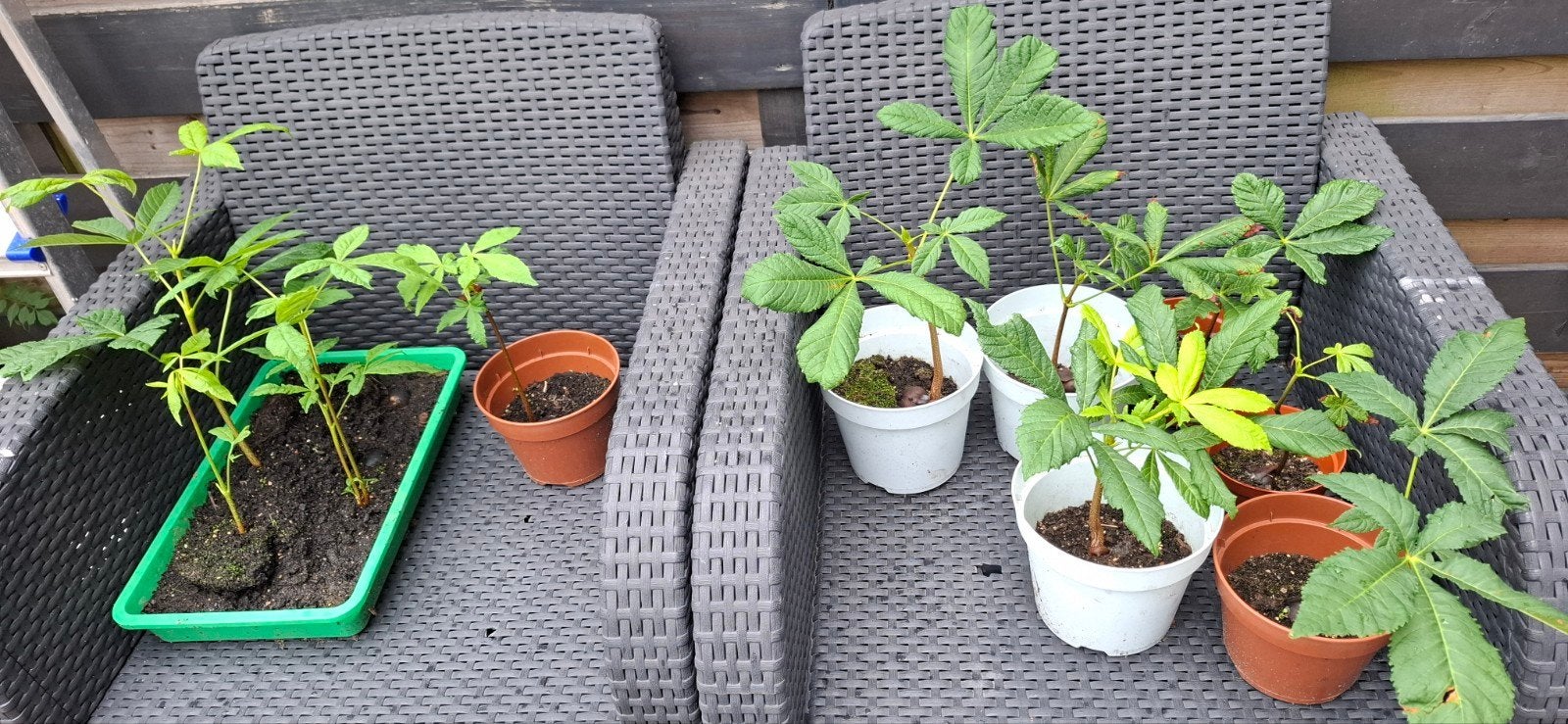 Kastanje plantjes te koop, Ophalen, Vaste plant, Klimplanten, Volle zon