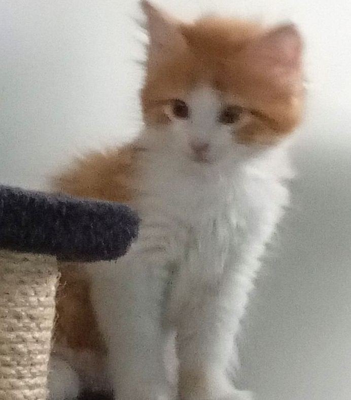 Maine Coon kittens XL klaar voor vertrek, Meerdere dieren, Ontwormd, 0 tot 2 jaar