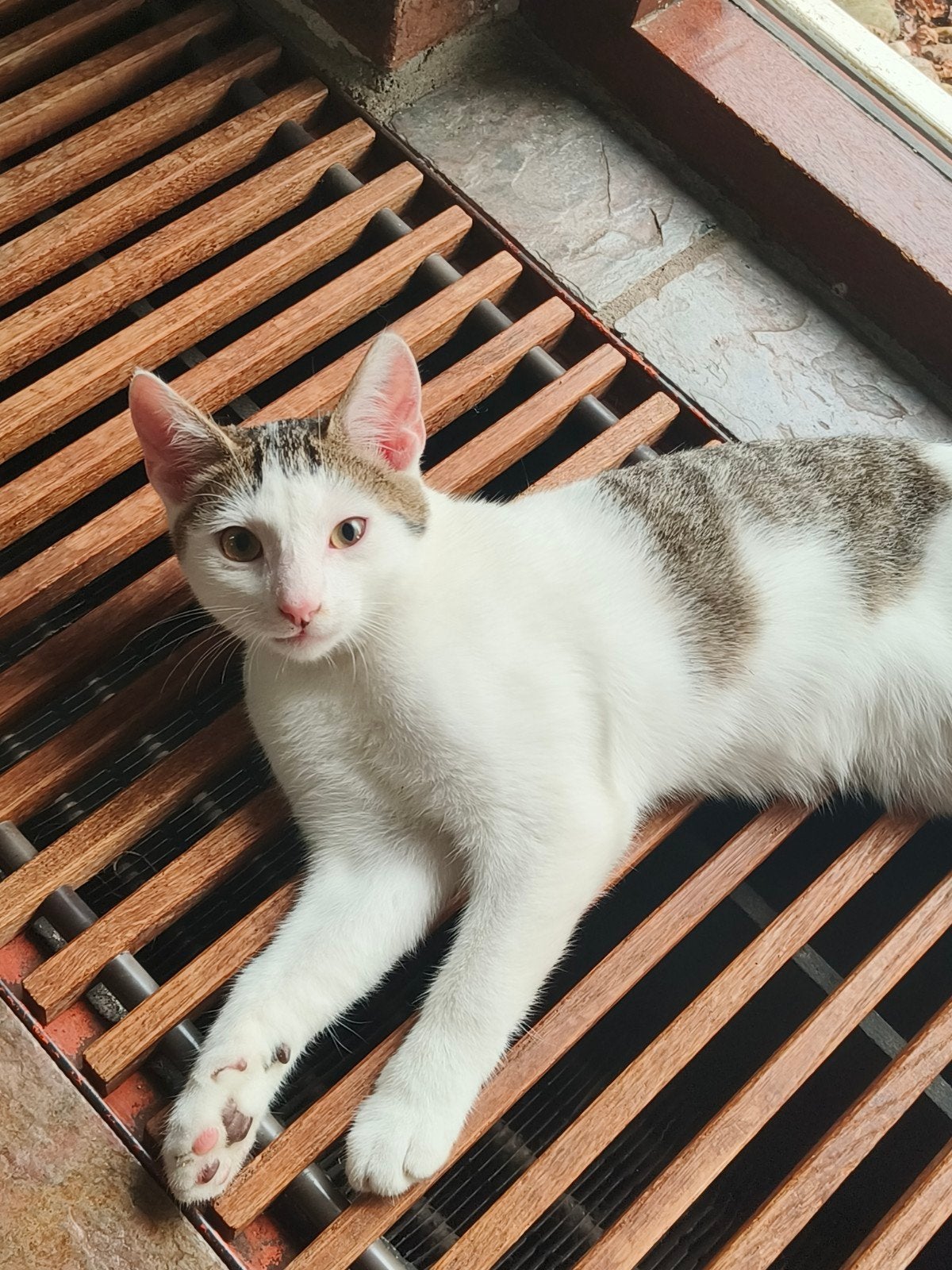 Mooi kittenjongetje, Dieren en Toebehoren, Katten en Kittens | Overige Katten, Kater