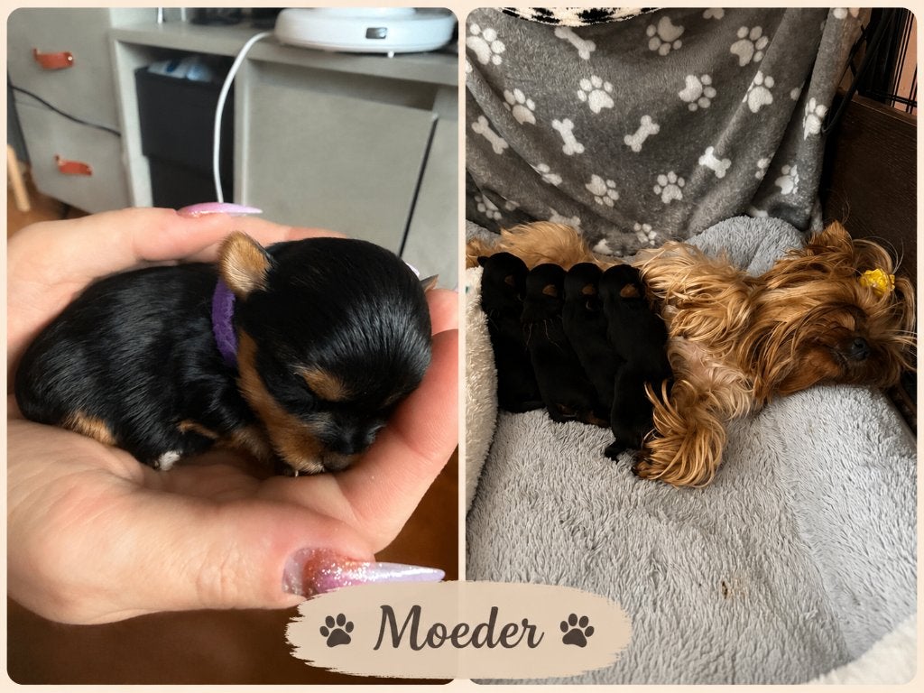 ⸻  Yorkshire Terrier pups –  Reservatie gesloten!, Dieren en Toebehoren, Honden | Jack Russells en Terriërs, Yorkshire Terriër