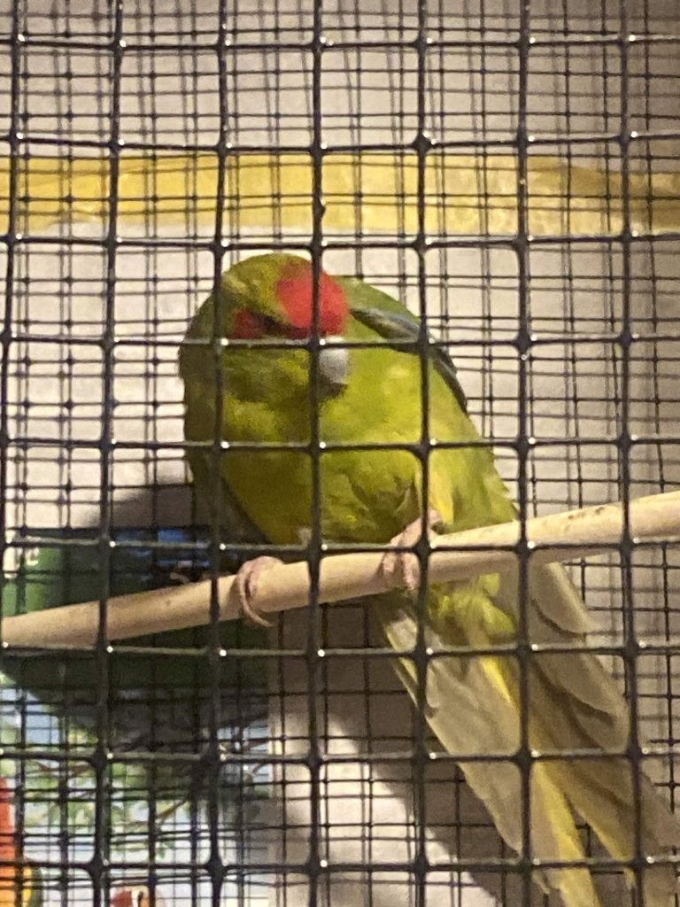 2 kakarikis 2 catharina parkieten, Meerdere dieren, Parkiet, Geringd
