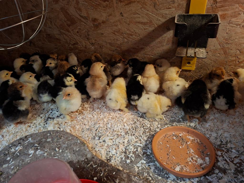 Brahma groot kuikens, gesexst hennen., Dieren en Toebehoren, Pluimvee, Geslacht onbekend, Kip