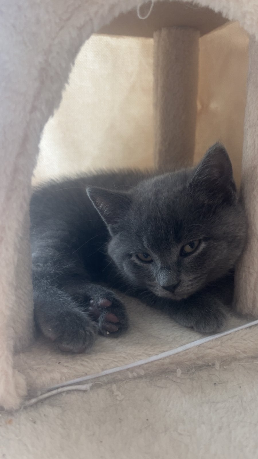 Kittens kruising britse korthaar x Europese korthaar, Dieren en Toebehoren, Meerdere dieren, 0 tot 2 jaar