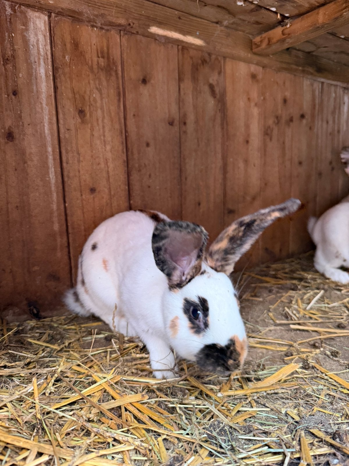 Konijnen Rijnlanders te koop. Jongen 8 a 10weken, Meerdere dieren, Dwerg
