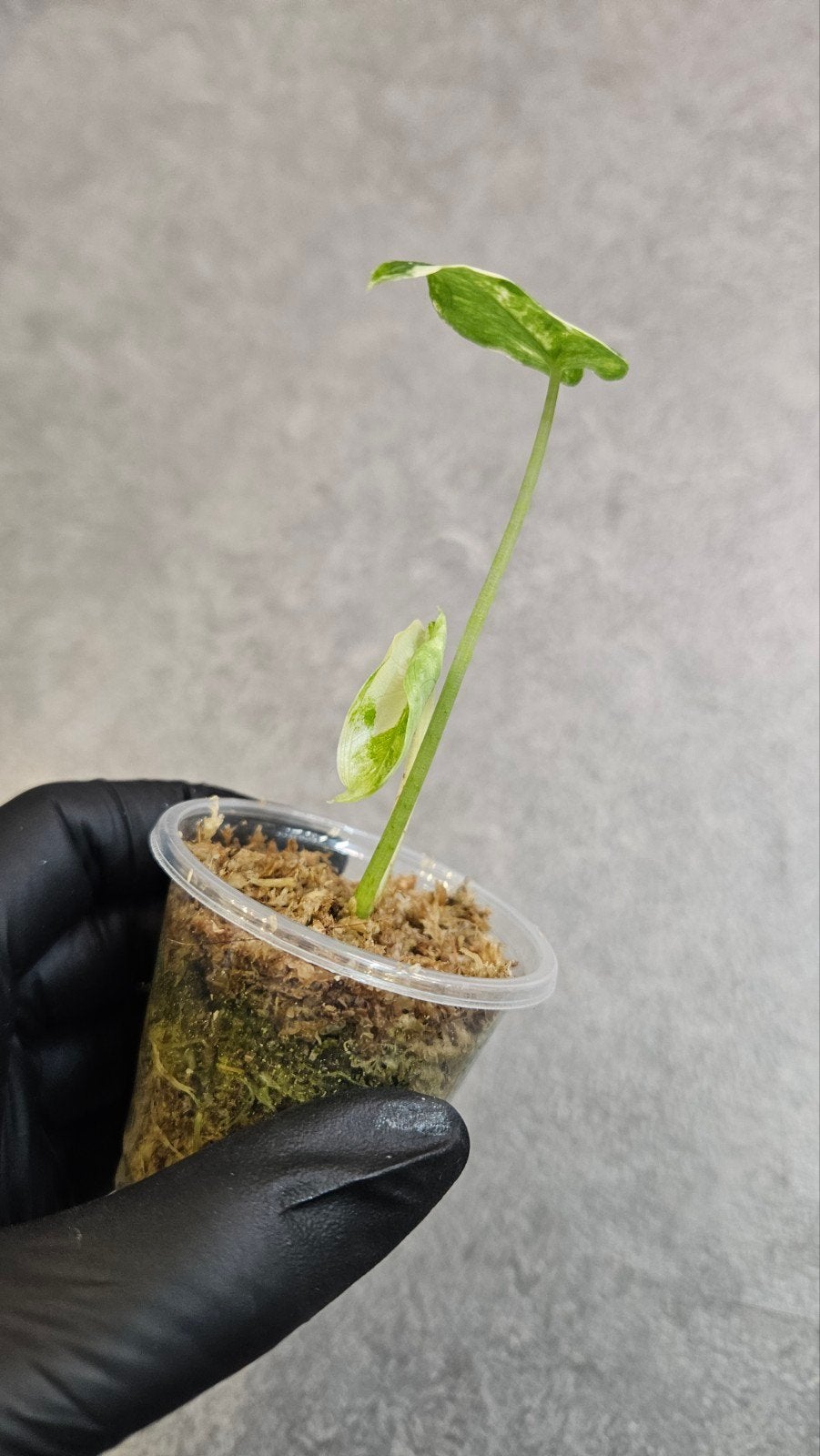 Alocasia Longiloba Albo Variegata, Ophalen of Verzenden, Halfschaduw, Minder dan 100 cm