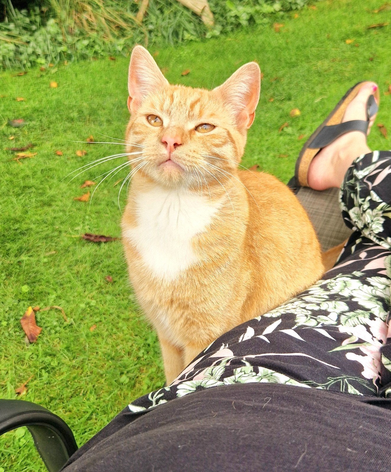 waar is Jamie?, Dieren en Toebehoren, Kat