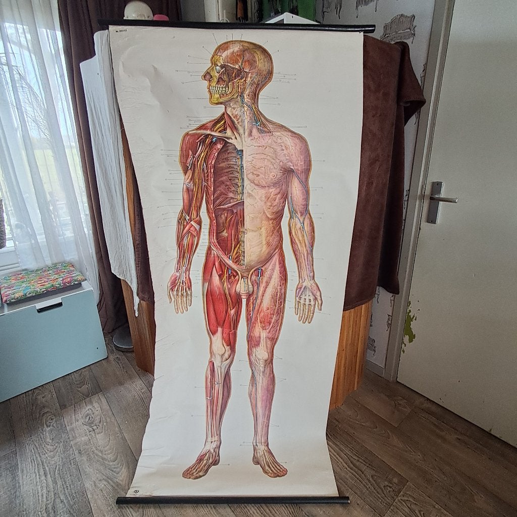 Oude schoolkaart 2037/I Nervous system voorkant 180 cm 2607, Ophalen of Verzenden, Natuur en Biologie
