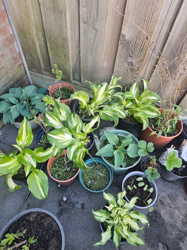 Mooie hosta s vlinderstruiken en meer 4.95 pst, Ophalen, Vaste plant, Overige soorten, Halfschaduw