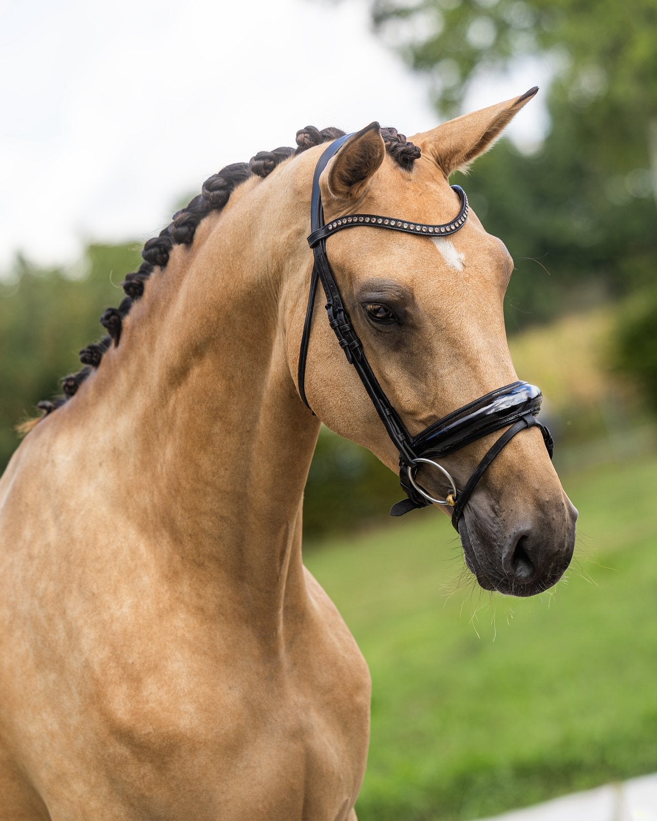 Lieve nrps valk merrie, Merrie, Met stamboom, Dressuurpaard, Zadelmak
