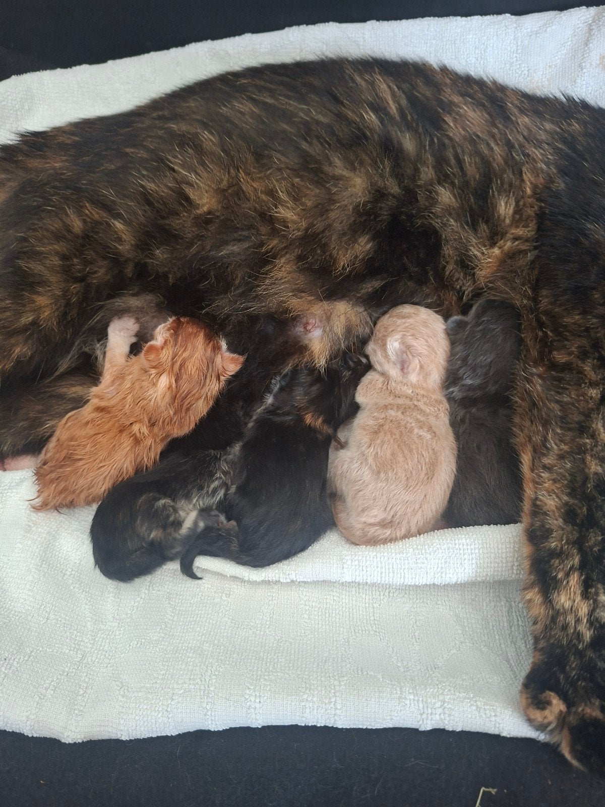 kittens  rood, zwart, grijs, licht rood, Dieren en Toebehoren, Katten en Kittens | Raskatten | Korthaar, Meerdere dieren