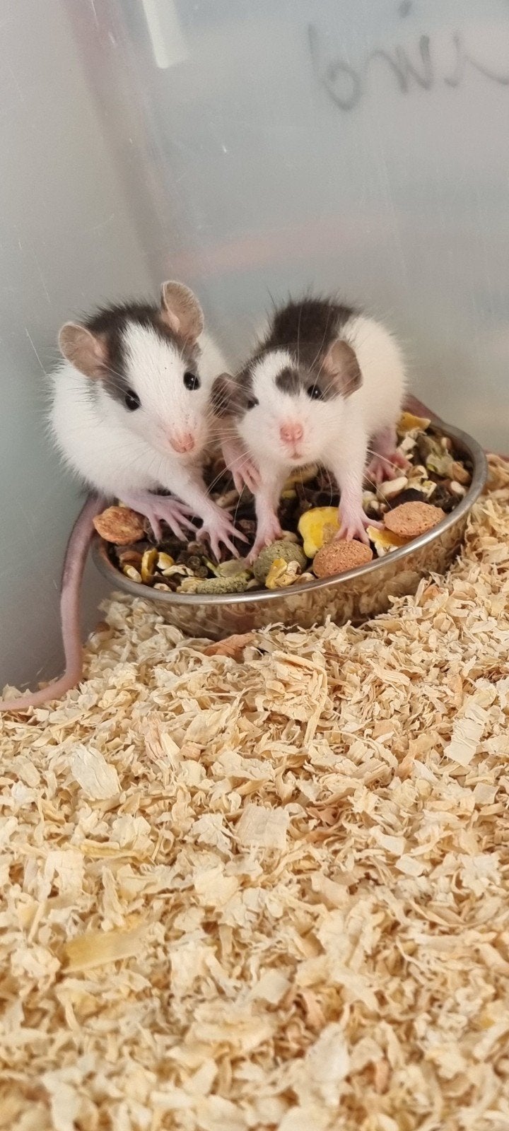 Schattige Dumbo rittens, Dieren en Toebehoren, Rat, Mei, Meerdere dieren, Tam