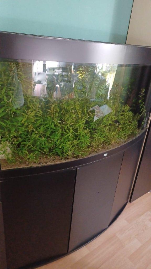 JUWEL Aquarium Vision incl. onderkast 450 L, 150x61x144 cm, Ophalen, Inclusief vissen, Juwel, Gevuld zoetwateraquarium