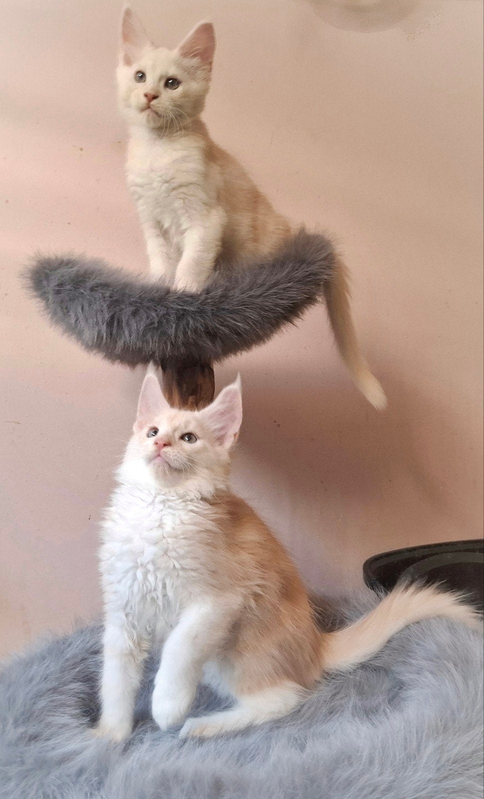 3 maine coon katertjes met stamboom!, Poes, Met stamboom