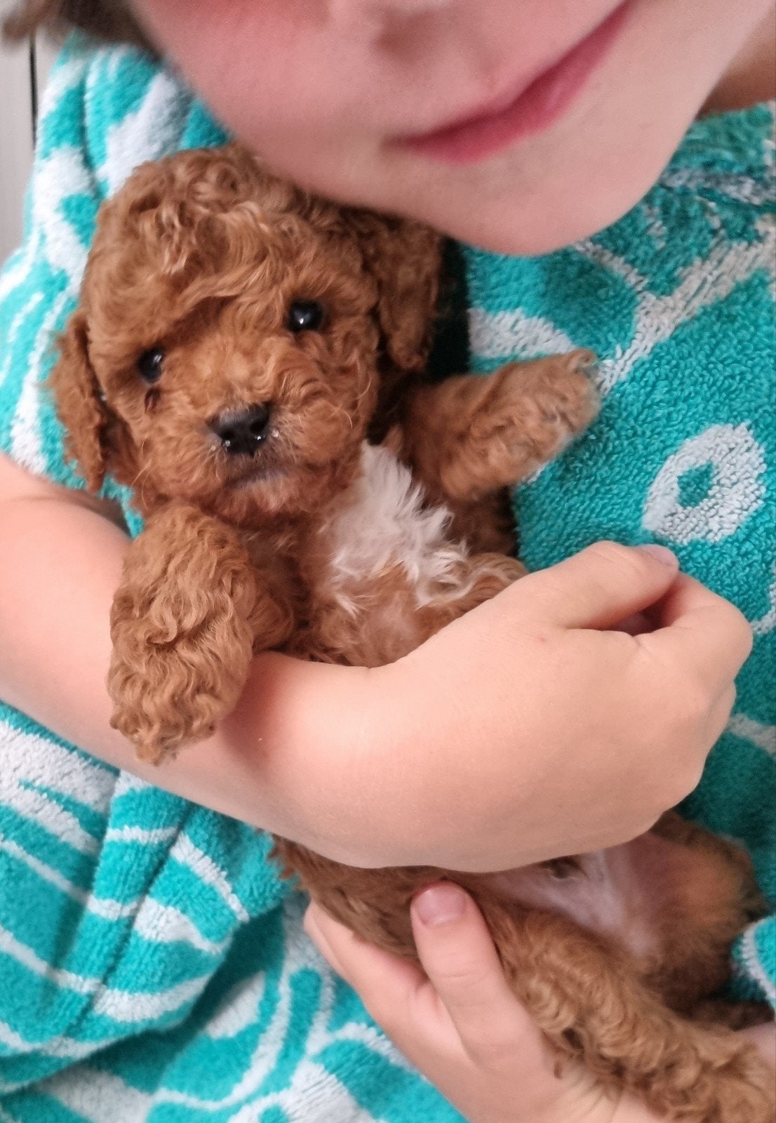 Prachtige Toy poedel pups, Poedel, Parvo, 8 tot 15 weken, Meerdere