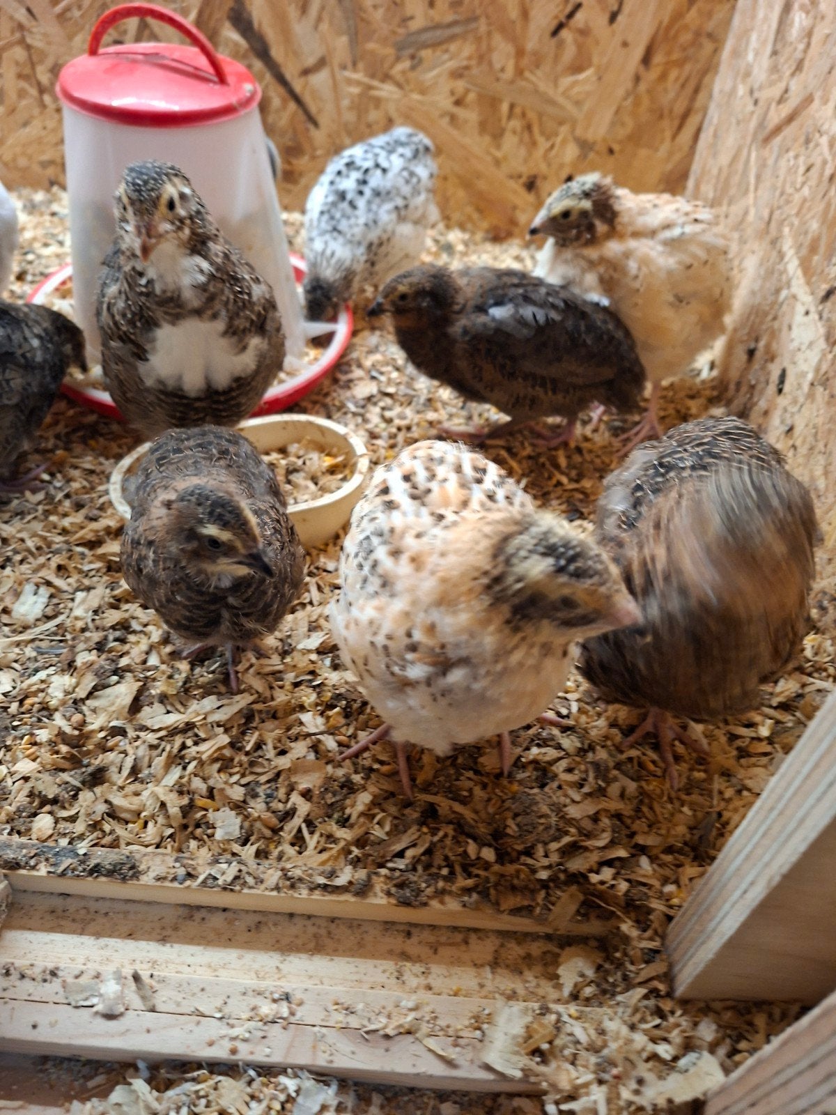 Japanse kwartels, Meerdere dieren, Overige soorten