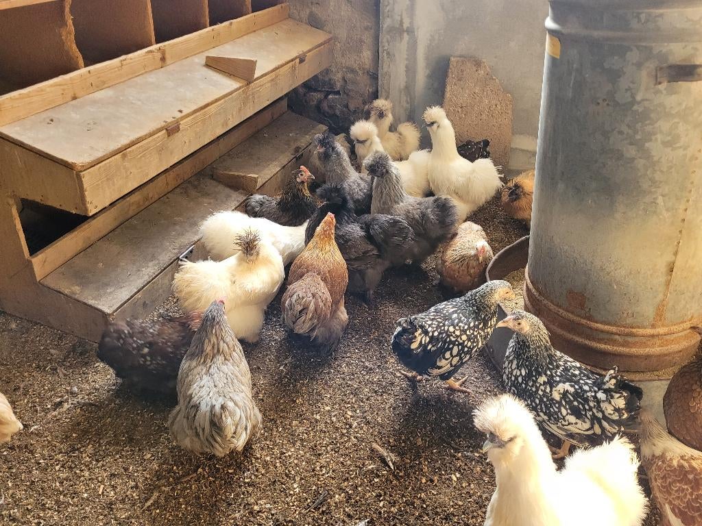 Kriel kippen/hennen Cochin, Zijdehoen, Wyandotte, Dieren en Toebehoren, Pluimvee, Vrouwelijk, Kip