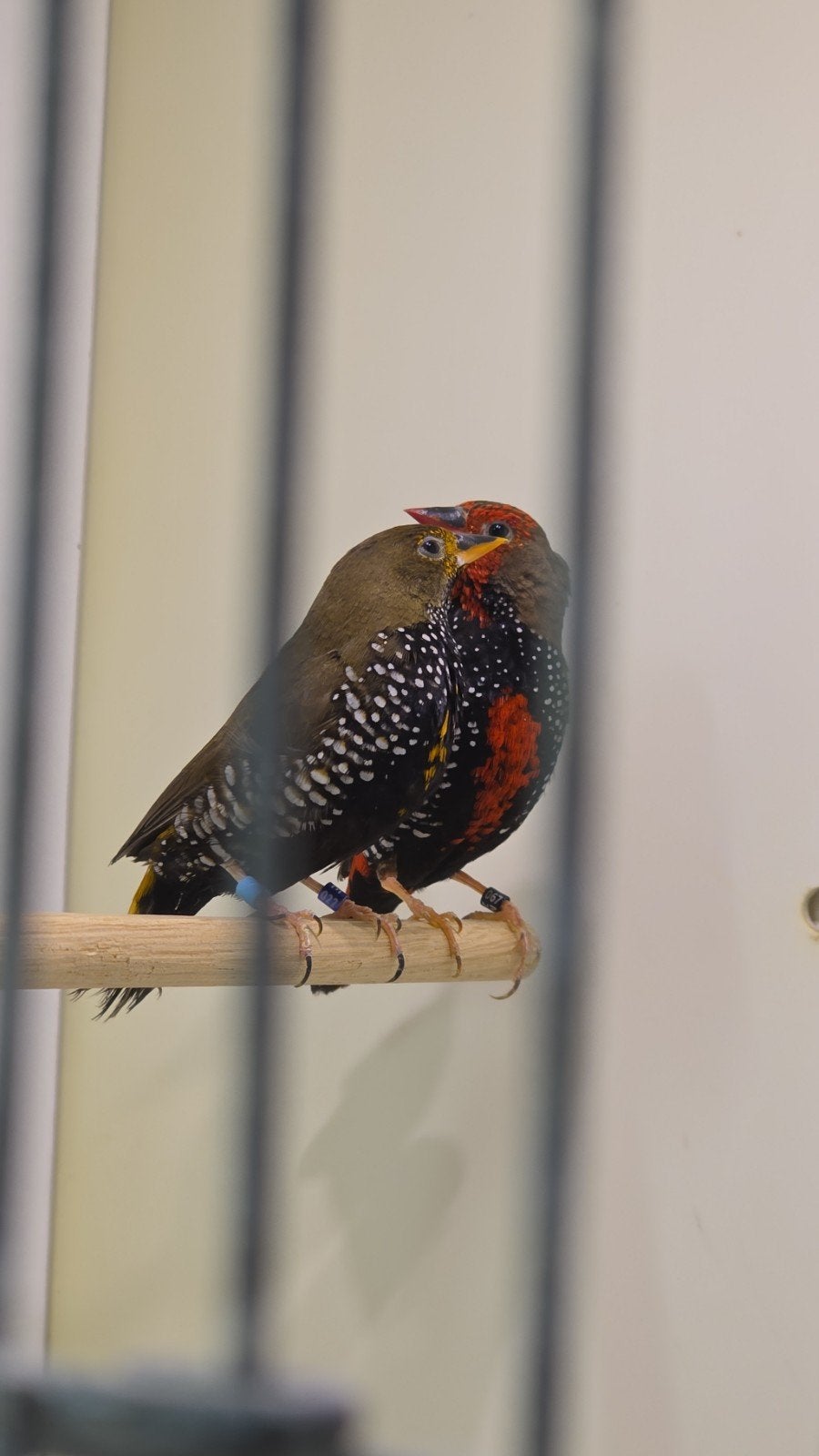 gezocht: 1-0 emblema picta geel, Dieren en Toebehoren, Meerdere dieren, Tropenvogel, Geringd