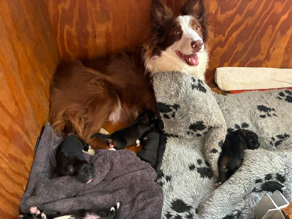 Prachtige Borador pups op zoek naar een liefdevol thuis!, Parvo, Overige rassen, 8 tot 15 weken, Meerdere