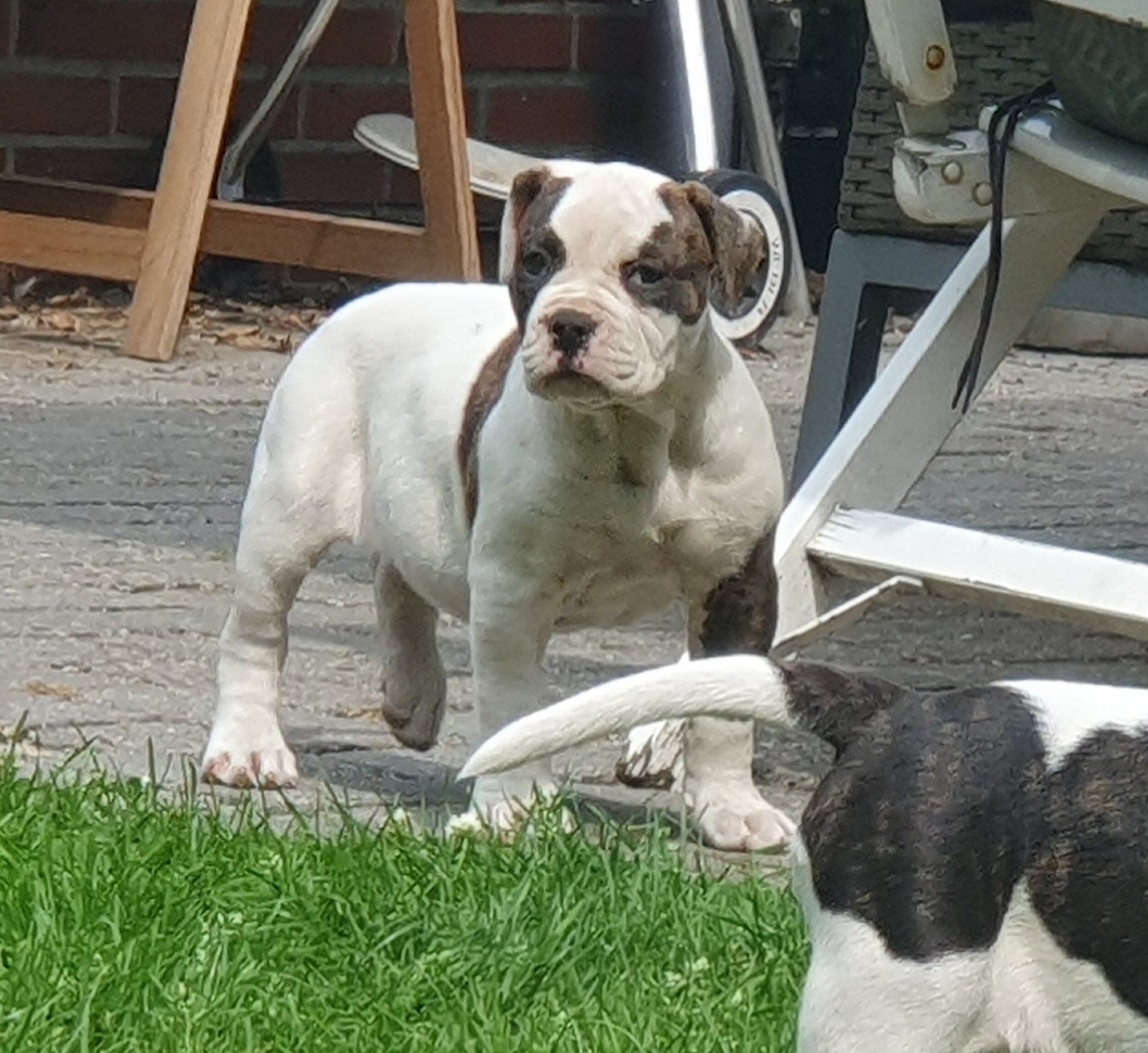 Lieve Amerikaanse Bulldog pupjes beschikbaar!, Parvo, 8 tot 15 weken, Bulldog, Meerdere
