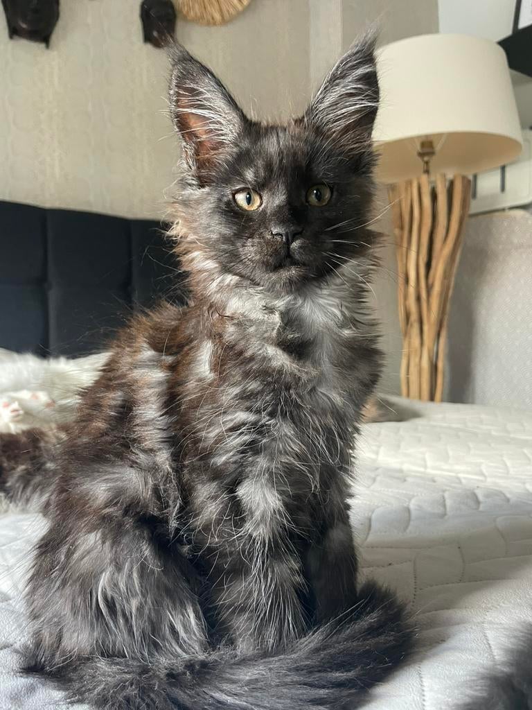 Black smoke poesje beschikbaar 🤩, Meerdere dieren, Met stamboom, 0 tot 2 jaar