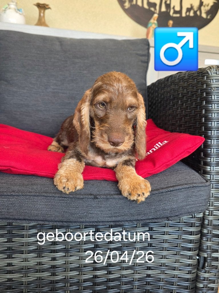 mooie ruwhaar teckel pups, België, 15 weken tot 1 jaar, Teef, Dwerg