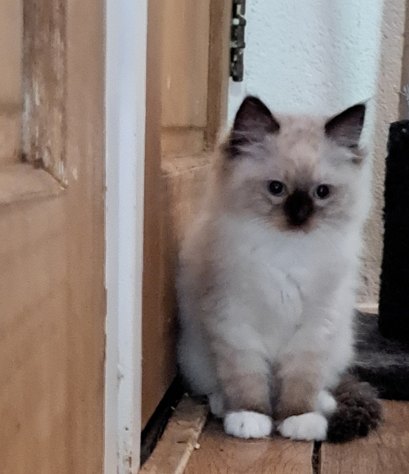 Kruising Ragdoll, Meerdere dieren, 0 tot 2 jaar