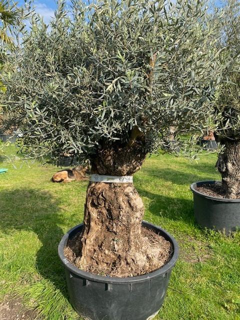 TE KOOP oude olijfboom/prachtige volle kruin & stoere stam, Overige soorten, 100 tot 250 cm, Zomer, Ophalen