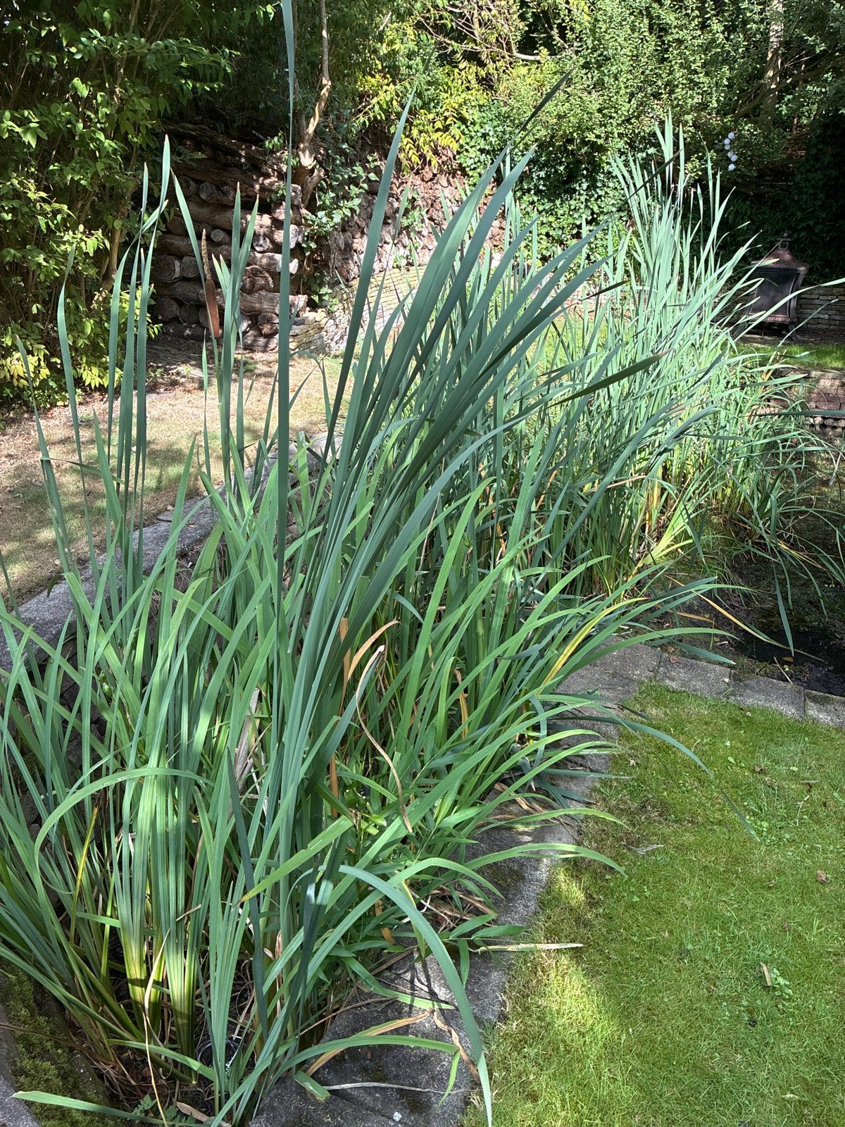 Diverse vijverplanten beschikbaar wegens dempen vijver, Ophalen, Gebruikt