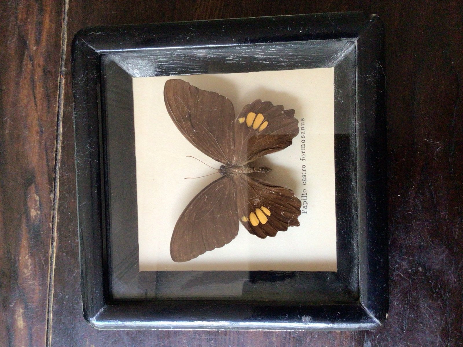 Ingelijste vlinders - Papilio, Graphium, Melanitis, Ophalen, Gebruikt, Insect, Opgezet dier