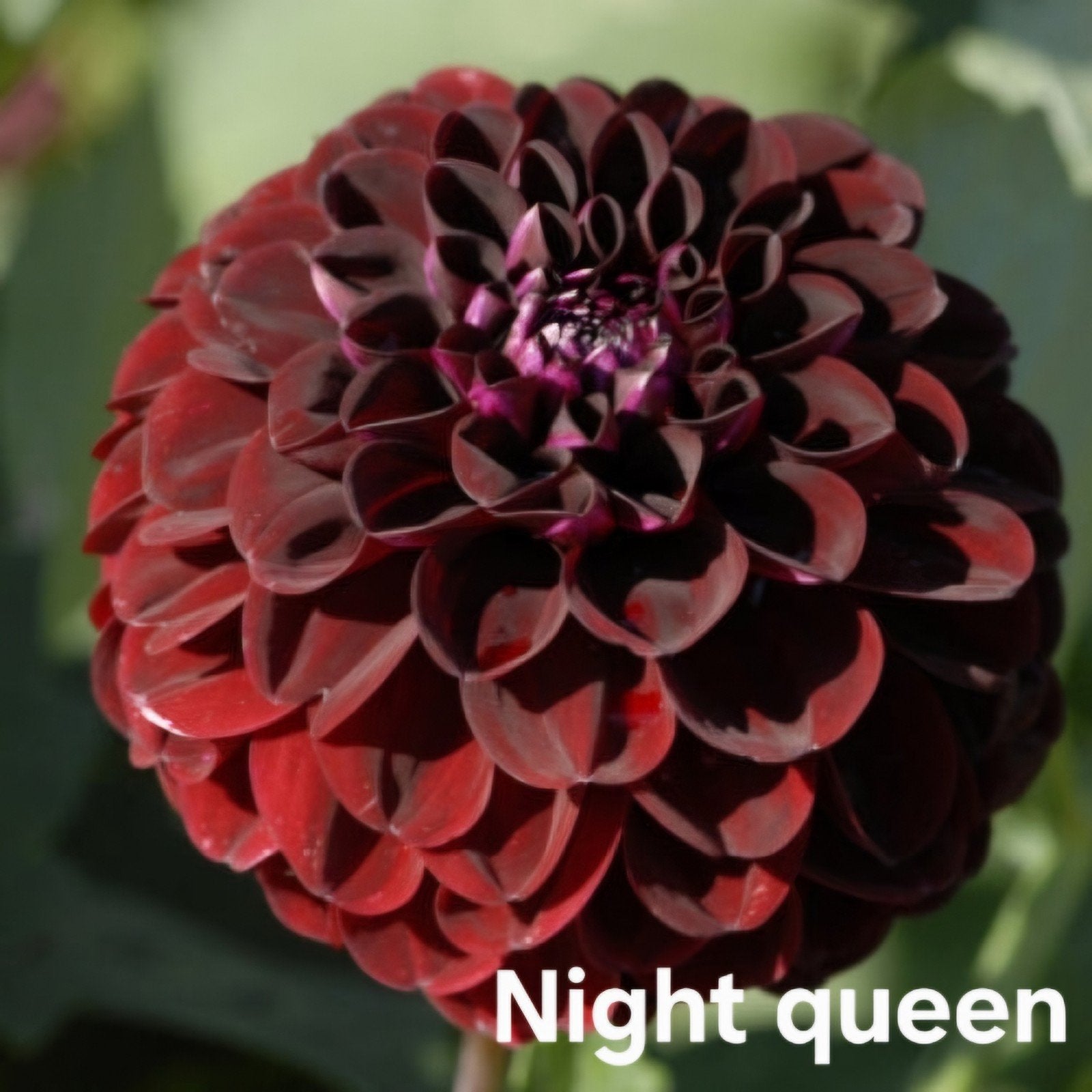 Dahlia night queen in pot, Ophalen, Volle zon, Knol