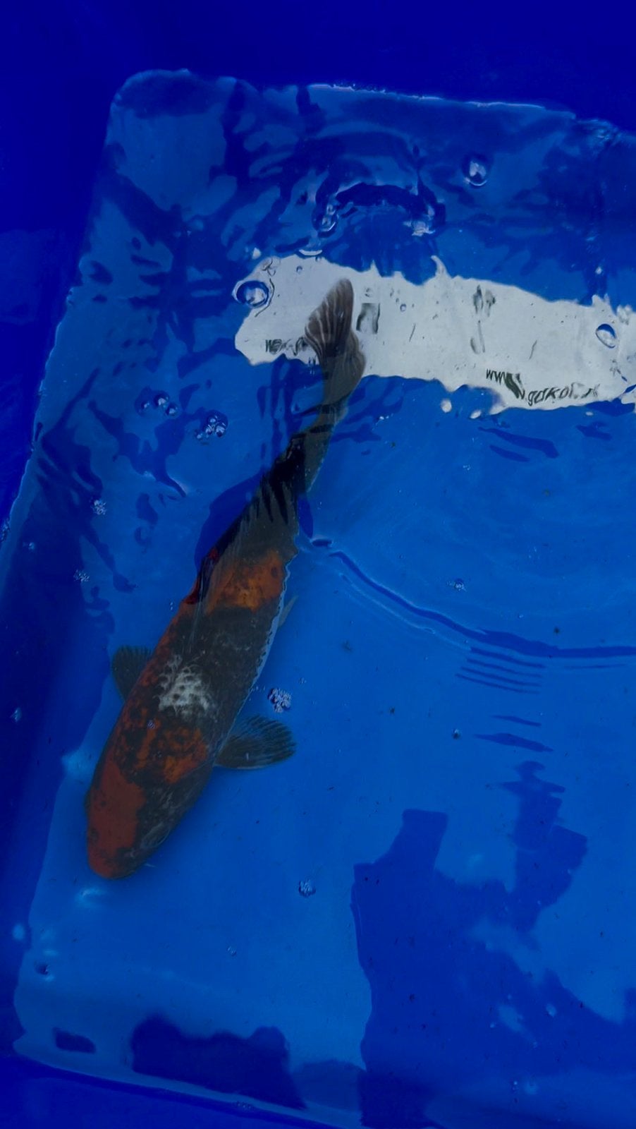 Goshiki koi karper, Karper of Koi