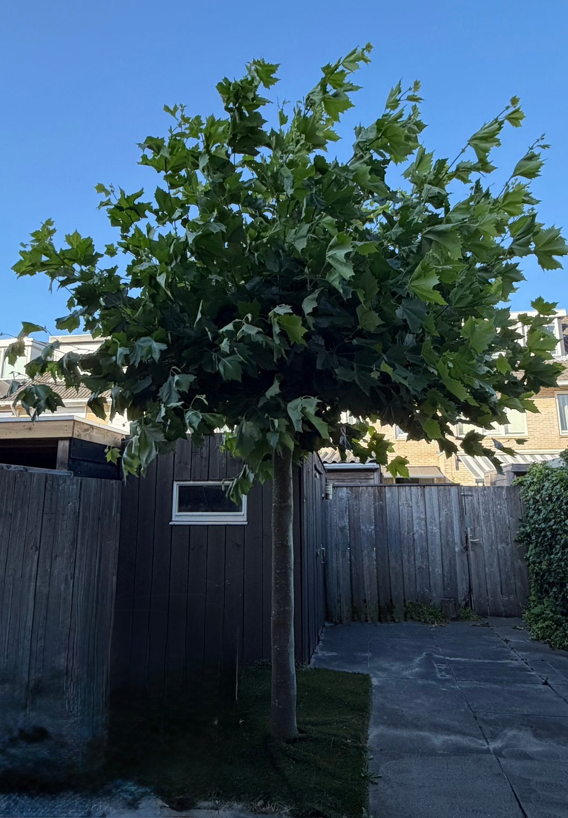 Mooie plataan te koop  €100, Tuin en Terras, Planten | Bomen, Ophalen, Volle zon, Overige soorten