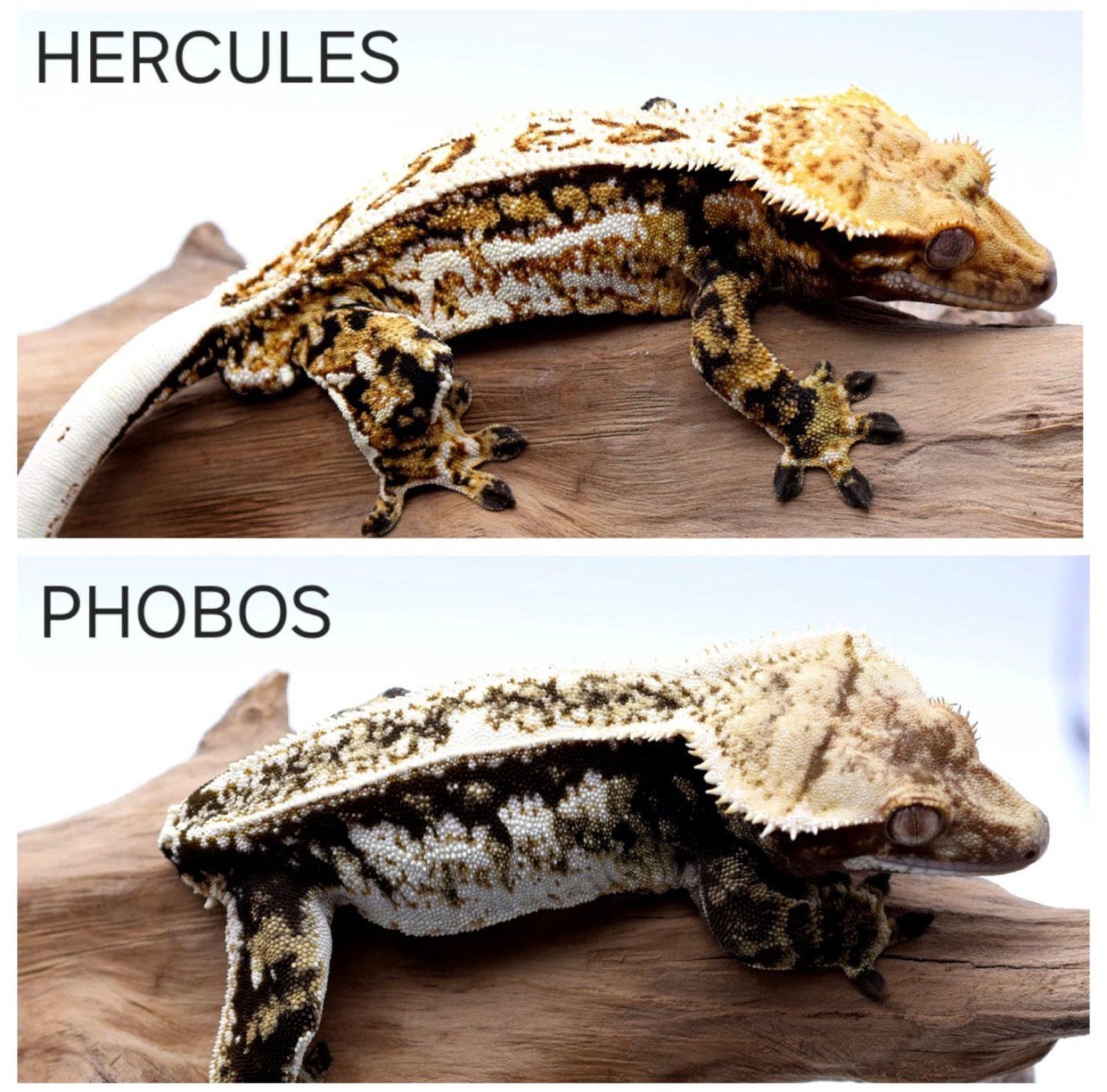 Twee wimpergekko’s (Correlophus ciliatus) Crested Gecko photo 5