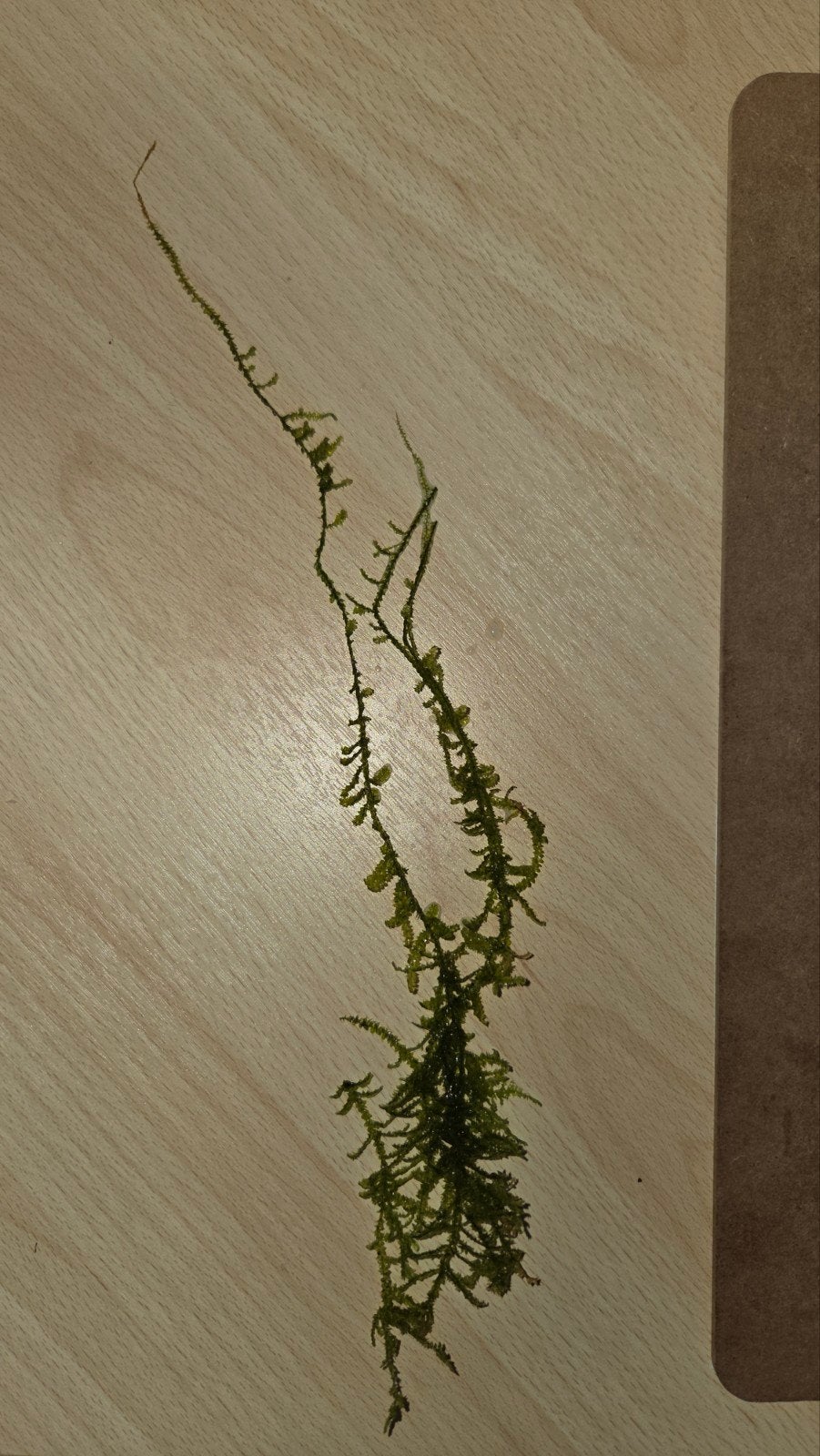 JAVAMOS. Grote pluk. Laatste dit jaar., Ophalen, Plant(en), Steen of Hout
