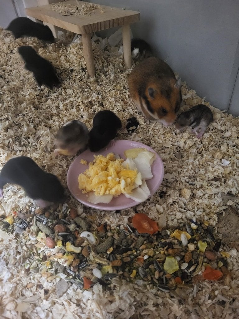 Wachtlijst Syrische hamsters (na de zomervakantie!), Dieren en Toebehoren, Knaagdieren, Hamster, Augustus, Meerdere dieren, Tam