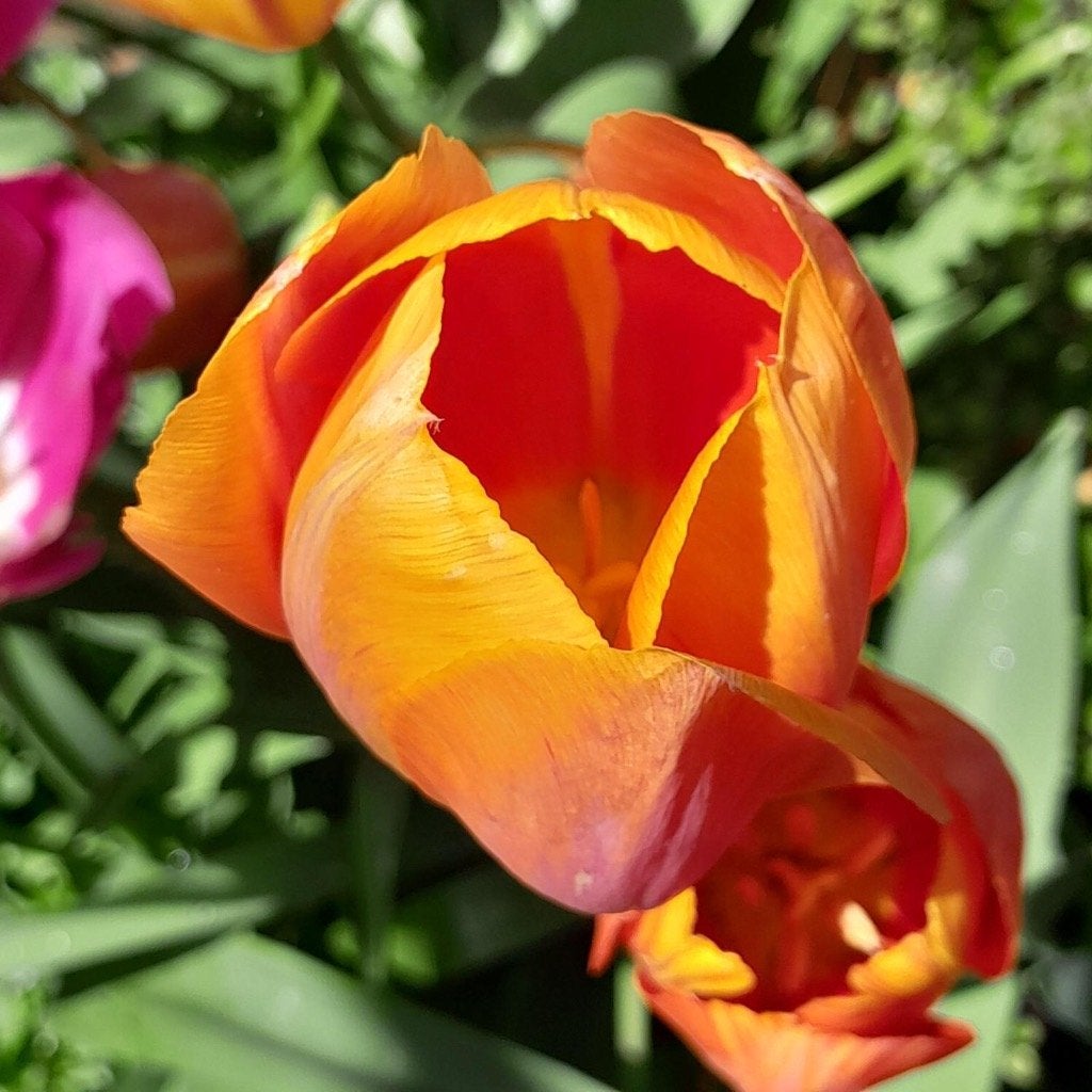 100 tulpenbollen €15, Verzenden, Voorjaar, Volle zon, Bloembol