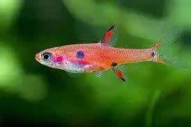 Boraras Maculatus - Dwergrasbora, Dieren en Toebehoren, Vissen | Aquariumvissen, Vis, Zoetwatervis