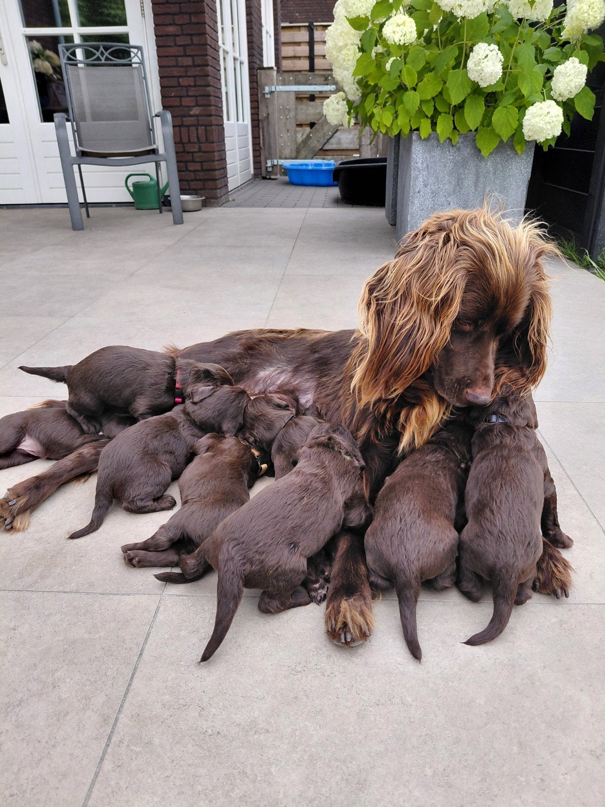 Duitse staande langhaar pups, Parvo, 8 tot 15 weken, Meerdere, Meerdere dieren
