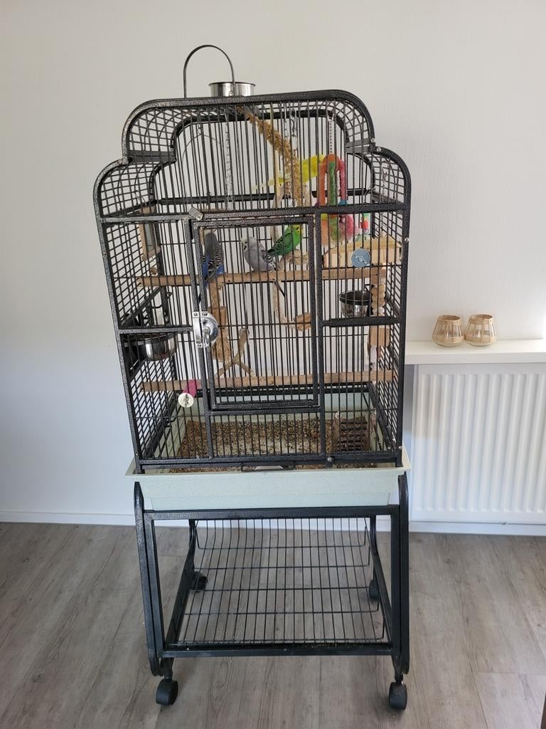 4 Grasparkieten met verrijdbare kooi, Ophalen, Zo goed als nieuw, Metaal, Vogelkooi