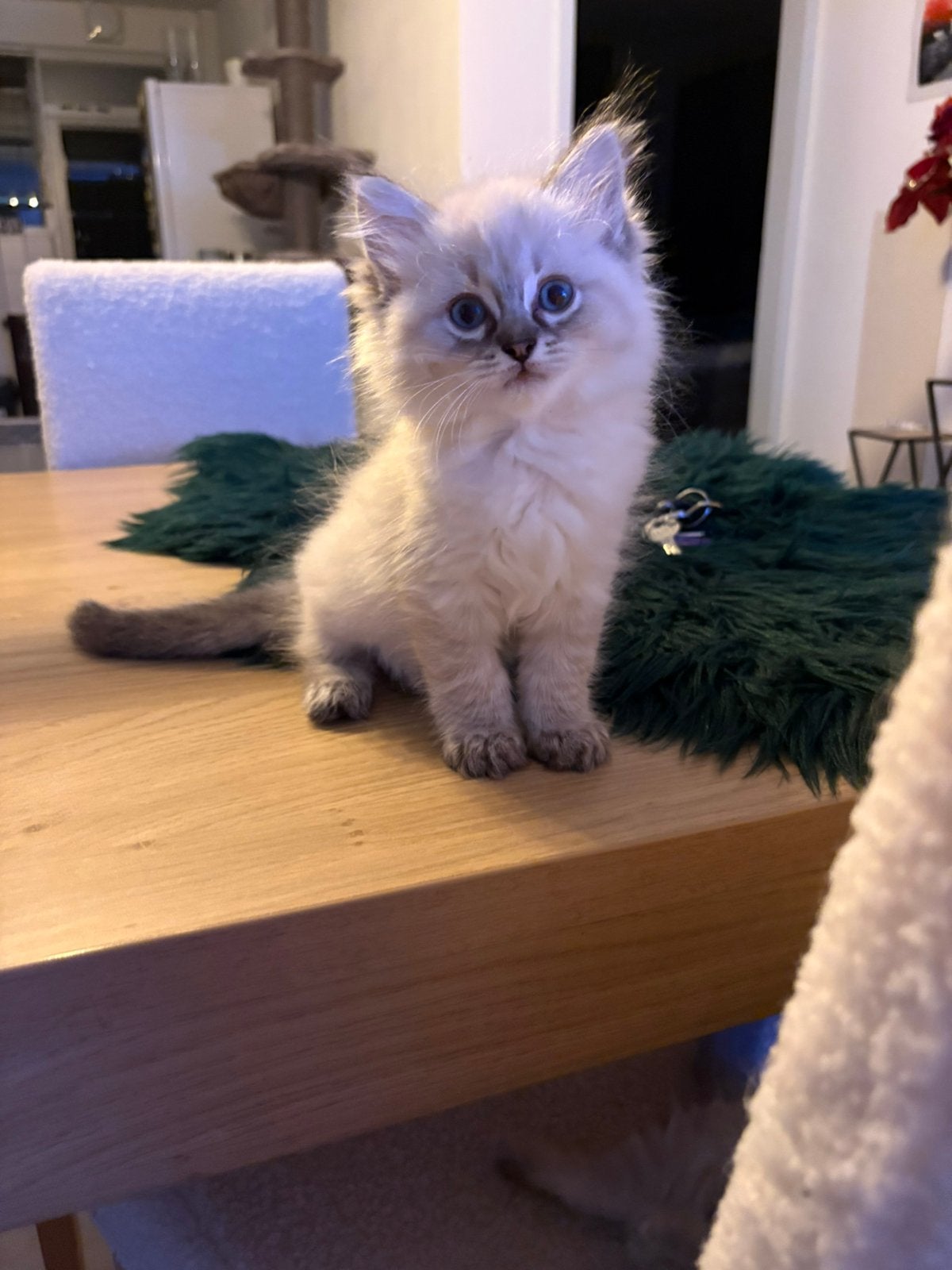 Ragdoll kitten seal point lynx poesje, Poes, Gechipt