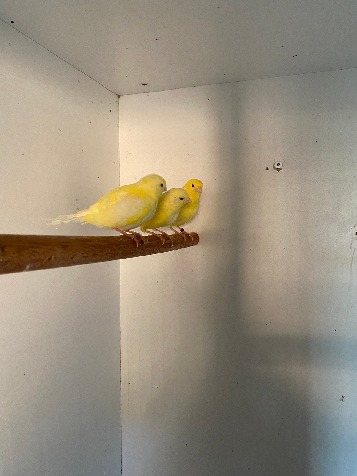 Kleur kanaries, Dieren en Toebehoren, Meerdere dieren, Kleurkanarie