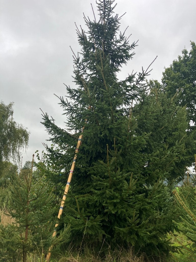 Grote kerstboom 6,5 meter, Tuin en Terras, Ophalen, Lente, Volle zon, Overige soorten