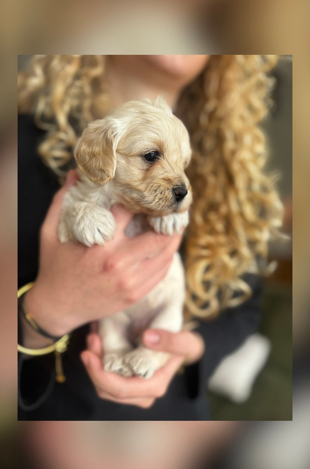 Havapoo F2 pups ~ 14 juli/8 weken oud, Dieren en Toebehoren, Honden | Niet-rashonden, Klein, Meerdere dieren, Particulier, Meerdere